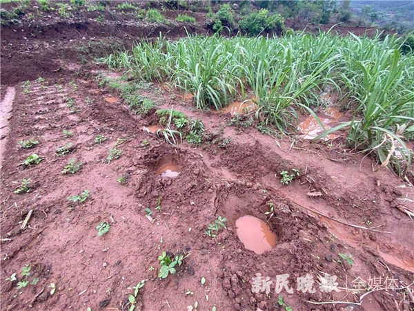 图说：大象足迹变成了小水塘。李一能 摄