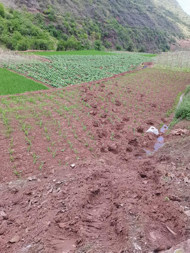 北迁象群觅食时踩踏的农田。实习生朱怡欣图