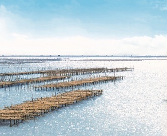 李锦记悉心经营的蚝场