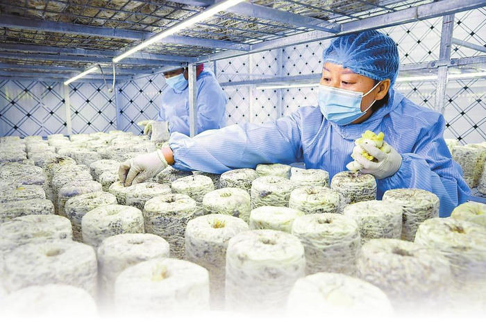 　　工作人员在农业智慧方舱里整理菌棒陈桉摄