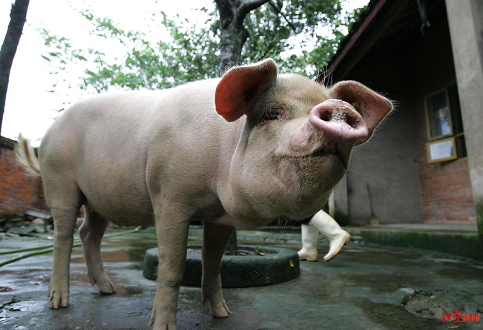  2008年8月21日，“猪坚强”被饲养在一个农家小院里，由专人负责照顾