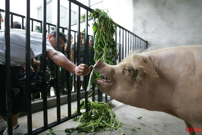 2008年8月12日，四川省大邑县建川博物馆，“猪坚强”长到300多斤，吸引众多观众