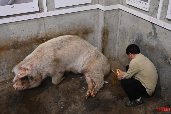  2021年5月1日，年迈的“猪坚强”已经很难站立行走