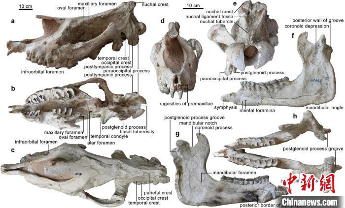 “临夏巨犀”的头骨和下颌骨正型标本。中科院古脊椎所 供图