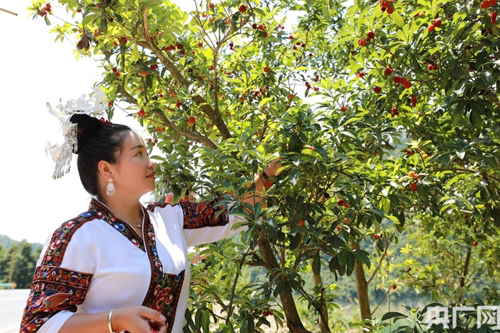 图为剑河县柳川镇镇江村村民正在采摘杨梅。（央广网发 杨家孟 摄）