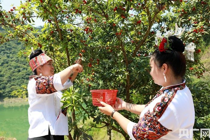 图为剑河县柳川镇镇江村村民正在采摘杨梅。（央广网发 杨家孟 摄）