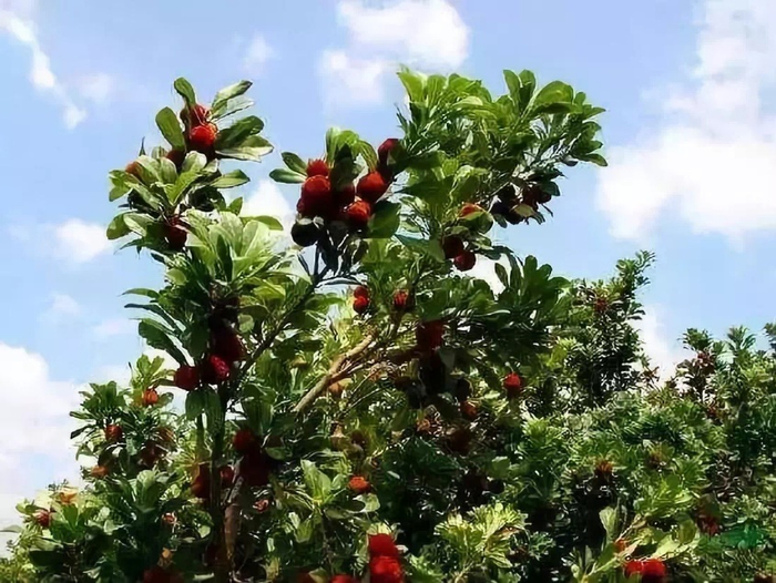 图片来源：央视新闻