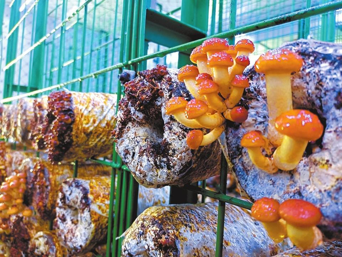 　　农业智慧方舱里长出的滑子菇陈桉摄