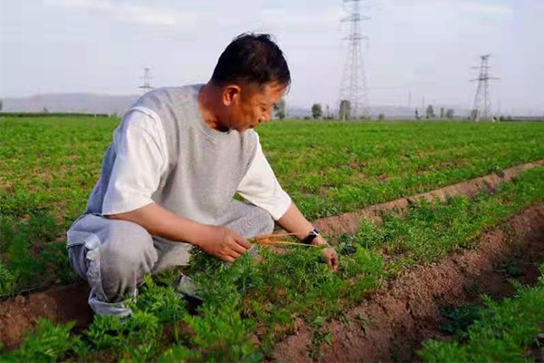 　　“崖底胡萝卜”成为原平农产品的一张新名片（央广网 发 霍斌 摄）