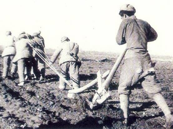 新疆解放后，驻疆部队官兵开展大生产，人拉犁开荒造田