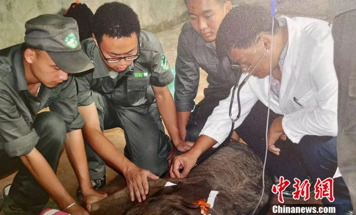 图为2015年救助中心对生命岌岌可危的“羊妞”进行治疗。亚洲象种源繁育及救助中心供图
