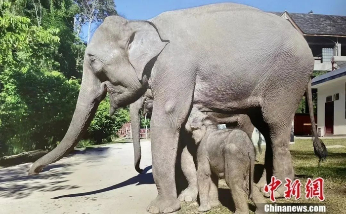 亚洲象“然然”和它的象宝宝“七公主”。亚洲象种源繁育及救助中心供图