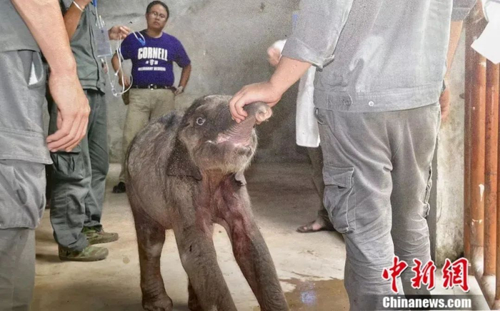 恢复健康后的“羊妞”。亚洲象种源繁育及救助中心供图