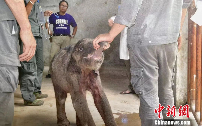 图为恢复健康后的“羊妞”。亚洲象种源繁育及救助中心供图