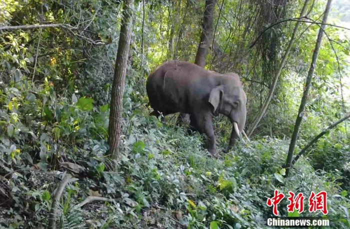 图为“象爸爸”们每天都要带着这群亚洲象进入森林做野化训练。亚洲象种源繁育及救助中心供图