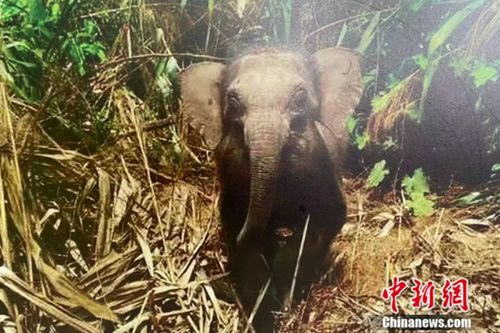 图为2015年护林员发现小孤象“小强”。亚洲象种源繁育及救助中心供图