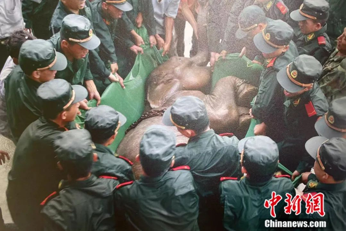 图为2005年救援队伍合力救助受伤的亚洲象“然然”。亚洲象种源繁育及救助中心供图