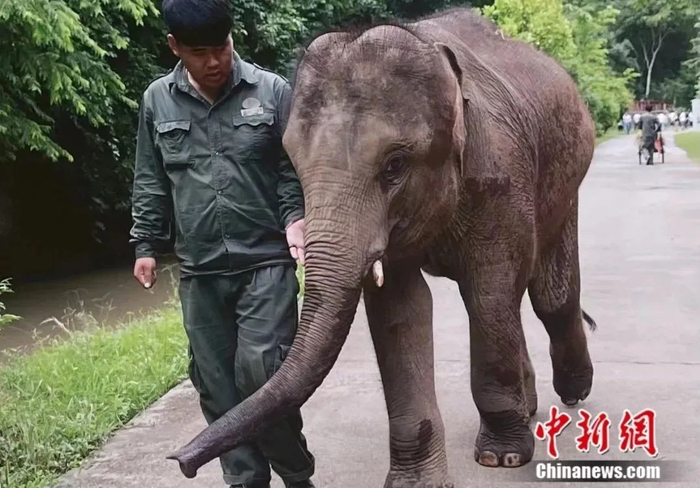 长大后的“小强”与它的“象爸爸”。亚洲象种源繁育及救助中心供图