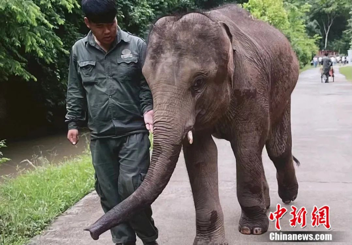 图为长大后的“小强”与它的“象爸爸”。亚洲象种源繁育及救助中心供图