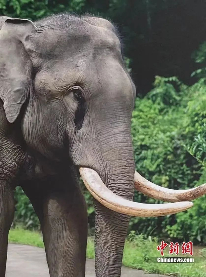 恢复健康后的亚洲象“昆六”，在救助中心内生活。亚洲象种源繁育及救助中心供图