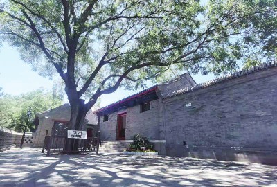 图为位于西城区陶然亭慈悲庵前的大槐树，1920年1月18日，毛泽东与辅仁学社同仁在慈悲庵就驱张运动进行会商，曾在那棵大槐树下合影留念。光明日报记者&nbsp;闫汇芳摄/光明图片