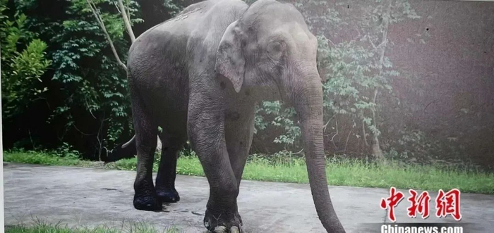 恢复健康的亚洲象“平平”。亚洲象种源繁育及救助中心供图