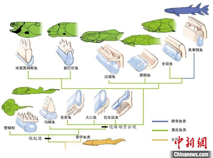 早期有颌脊椎动物下颌骨与齿的演化：浅蓝色为内骨骼原始颌，浅褐色为膜质颌骨。　朱幼安、李强 供图
