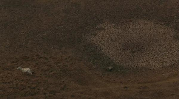 图源：Reuters 世界最大湿地潘塔纳尔湿地的一个牧场，巴西马托格罗索州波科内