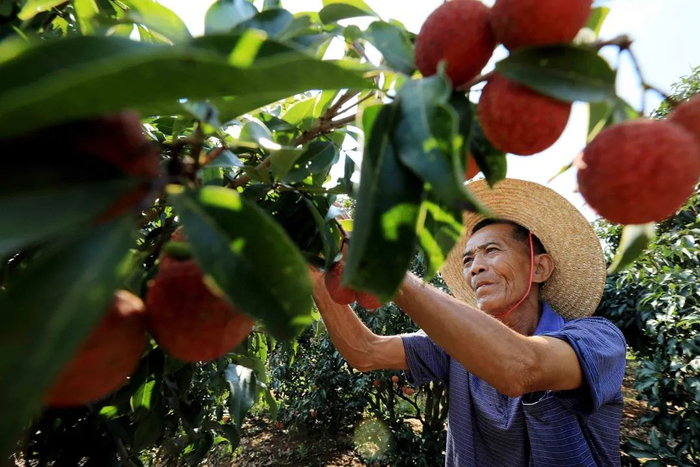 徐闻鼓励农户进行规模化种植，发展“一镇一品”特色产业。图源：视觉中国