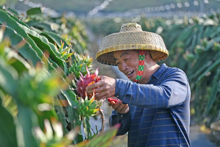徐闻通过不同方式，为果农解决后顾之忧。图源：视觉中国