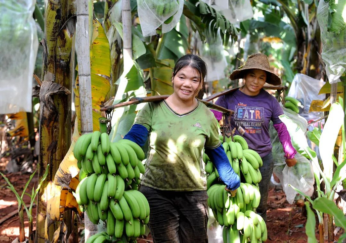 反季节种植后，蕉农喜收香蕉。图源：视觉中国