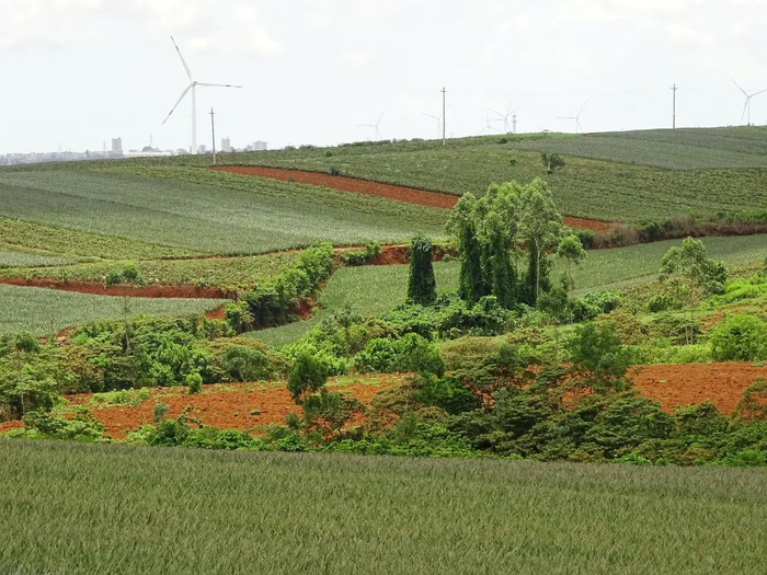 徐闻具有先天优势，适宜种植各类热带水果。图源：视觉中国