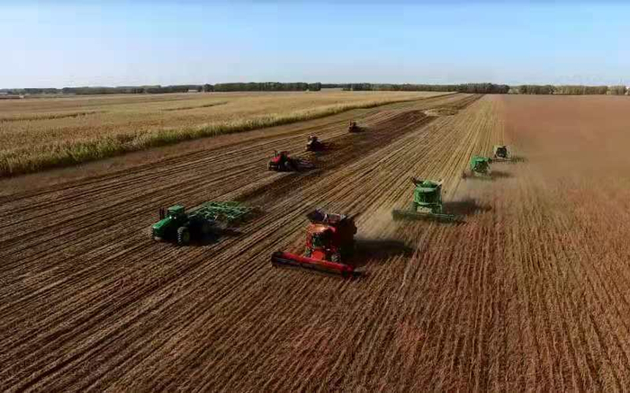  2020年10月，友谊农场联合收割机集体收割的场景。受访者供图
