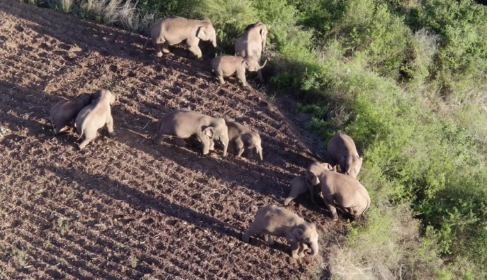 6月20日在云南省玉溪市峨山县拍摄的象群（无人机视频截图）。（新华社）