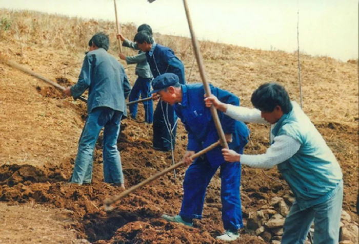 杨善洲和职工一起开荒山种树