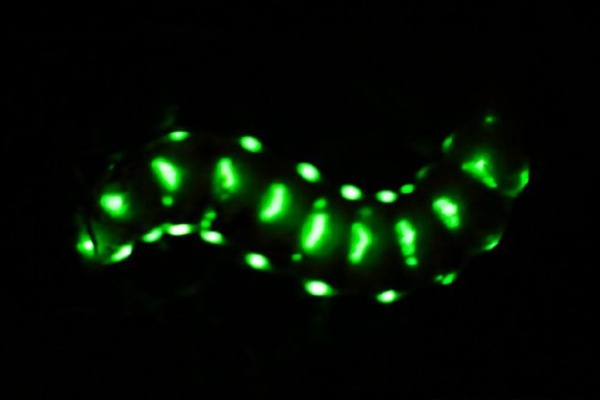 巨雌光萤（来源：@华希昆虫博物馆赵力）