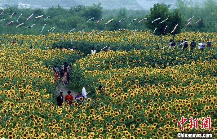 知名摄影师书画家打卡温江区汪家湾花海。　王磊 摄