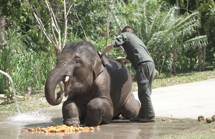 云南亚洲象种源繁育及救助中心的亚洲象护理人员被称作“象爸爸”，图为“象爸爸”给救助的亚洲象洗澡、清洁身体。