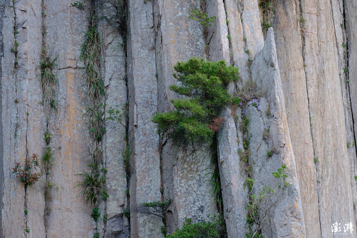 石林缝隙中的植物