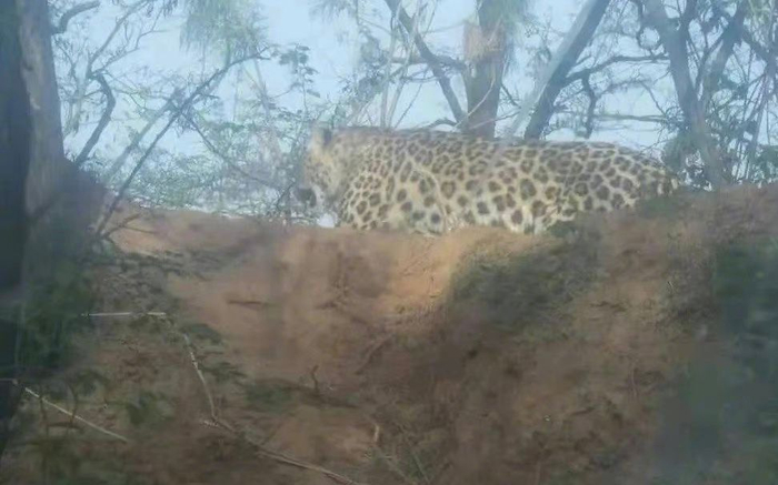 5月在当地拍摄到的金钱豹。受访者供图&nbsp;