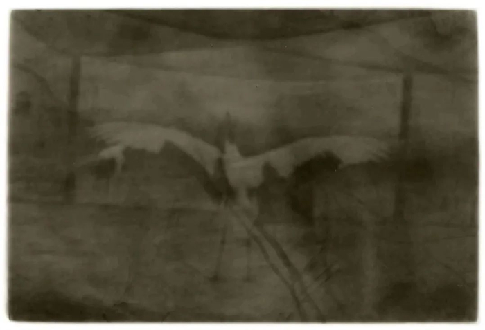 《鹤·舞》卢彦鹏，70×100cm，2021年