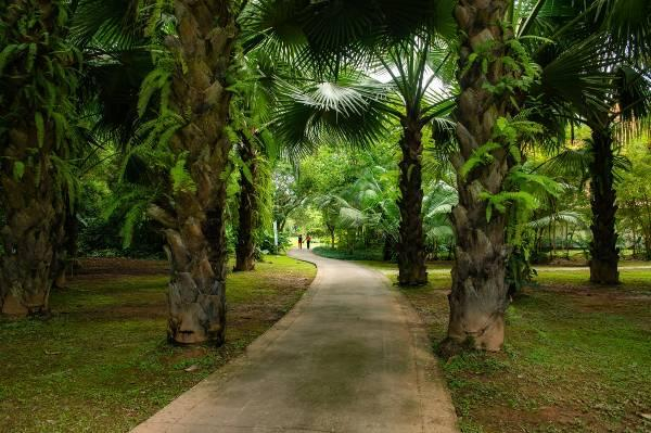 中科院西双版纳热带植物园东方IC图