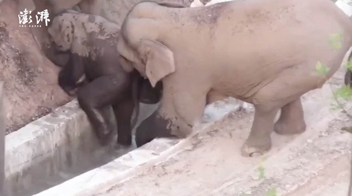 云南北迁幼象掉水沟成年象助力来源/澎湃视频