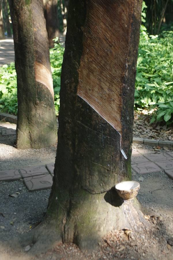 西双版纳热带花卉园内的橡胶树东方IC图