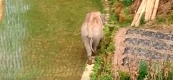 独自在田间的小象 视频截图 