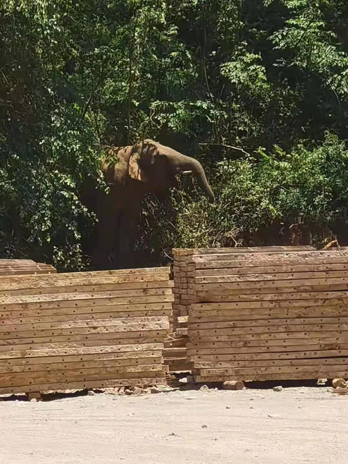 ↑疑似独自警戒的公象图据澎湃新闻