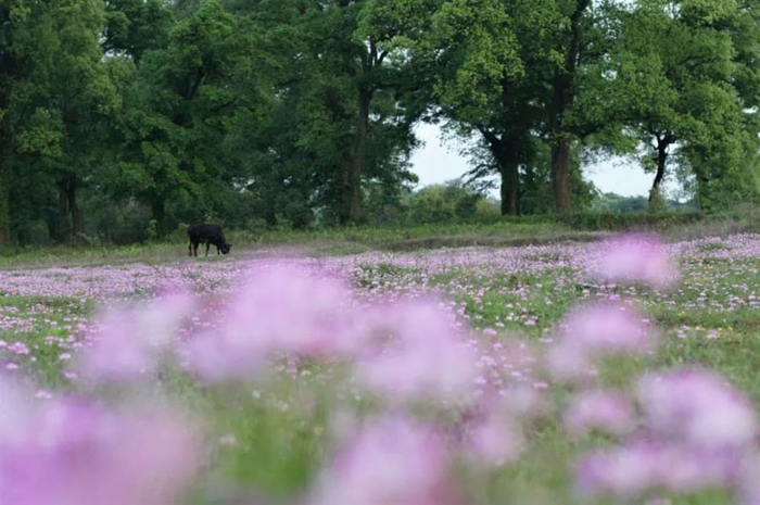 安福枫田车田樟树群落