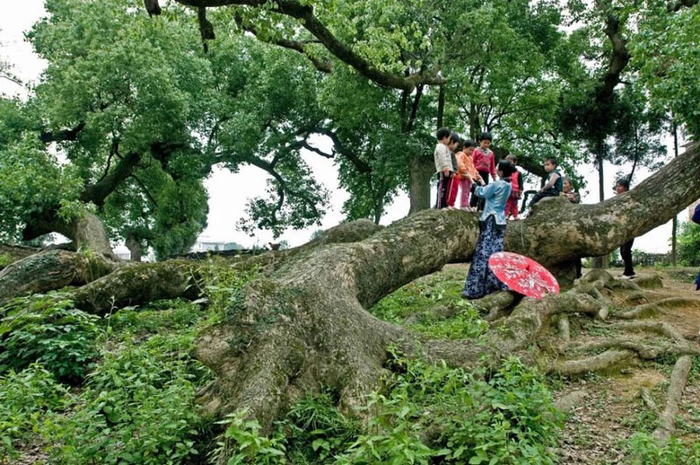 安福竹江的“卧龙樟”
