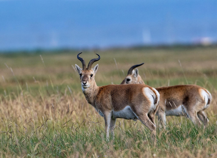 普氏原羚。葛玉修 摄