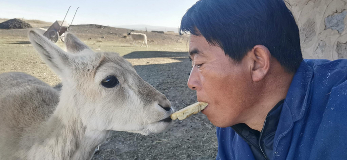 尖木措和他收养的普氏原羚。受访者提供